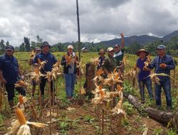DPRD Buton Utara Perjuangkan Petani Jagung Kuning