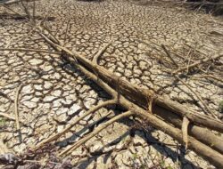 Sebanyak 11 Desa di Buton Utara Dilanda Kekeringan